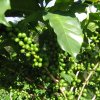 A branch with green coffee beans